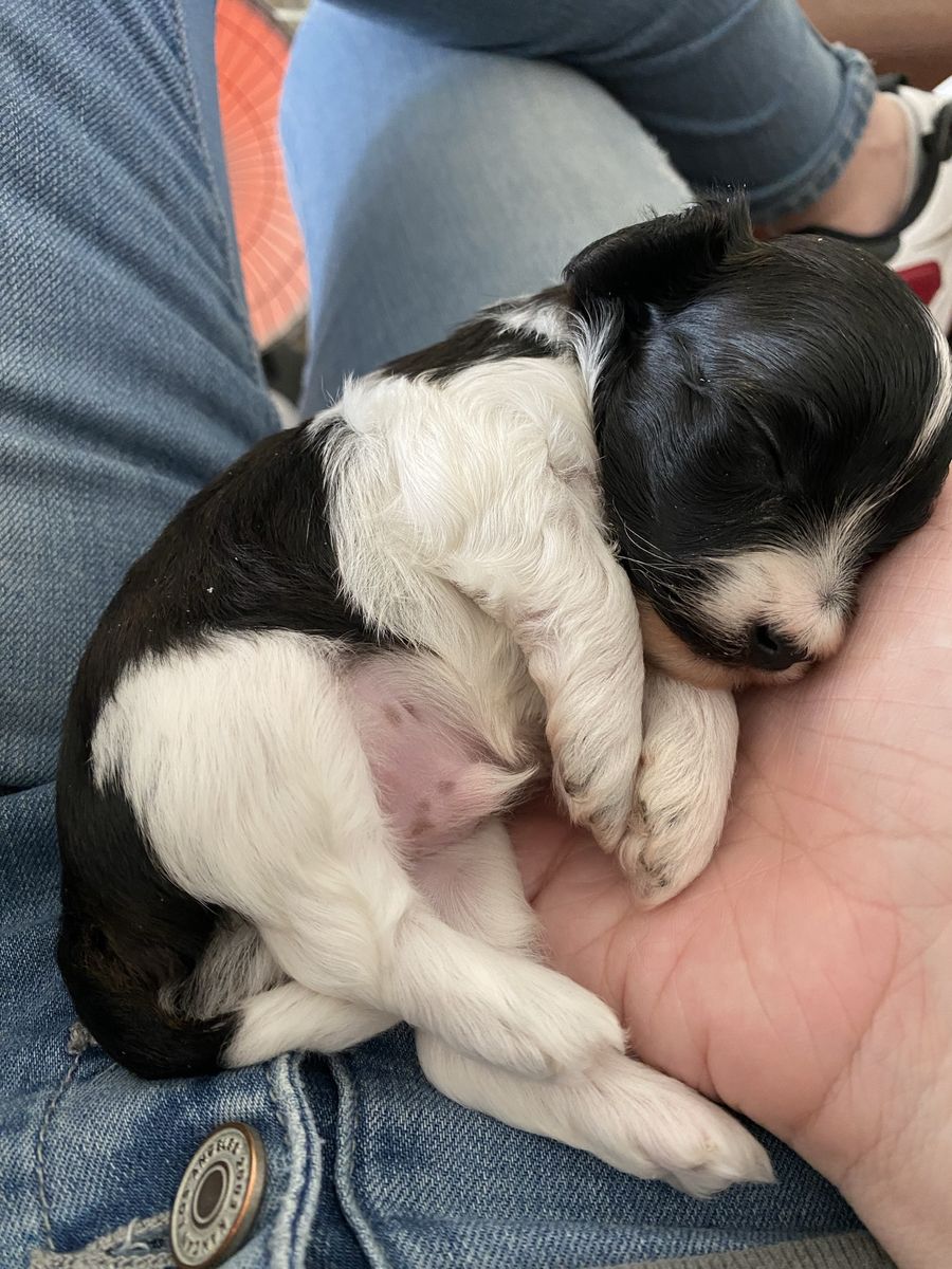 Toy poodle/bichon puppy small dog hypoallergenic