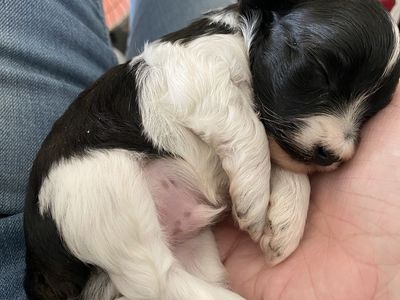 Toy poodle/bichon puppy small dog hypoallergenic