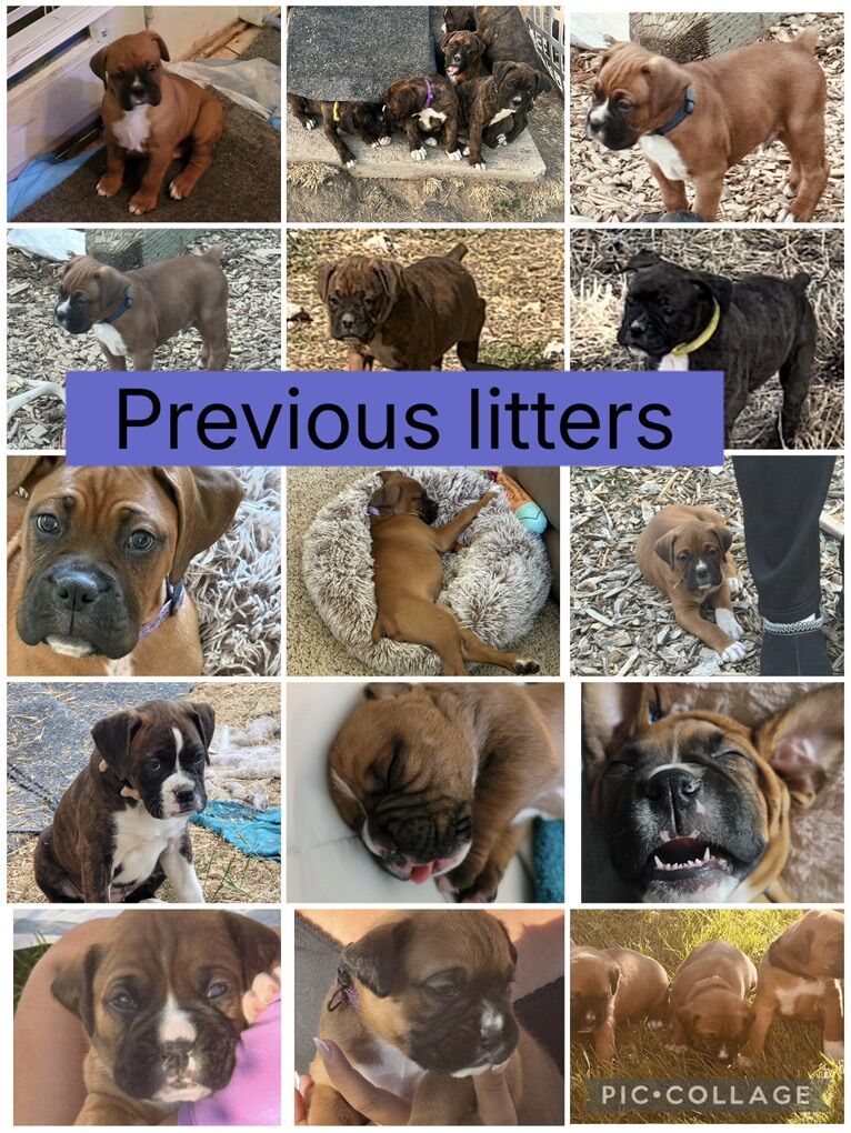 Purebred Boxer Puppies!