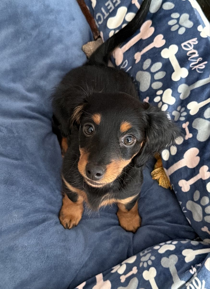 Mini Dachshund Puppy - Girl
