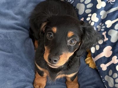 Mini Dachshund Puppy - Girl