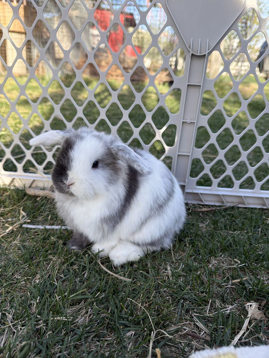 Pedigreed Holland Lop Buck