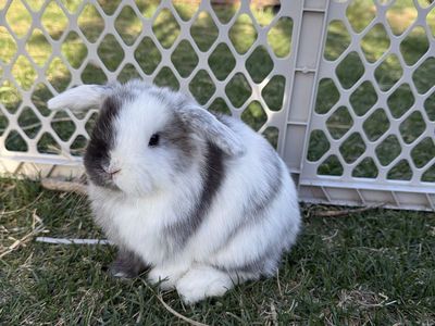 Pedigreed Holland Lop Buck