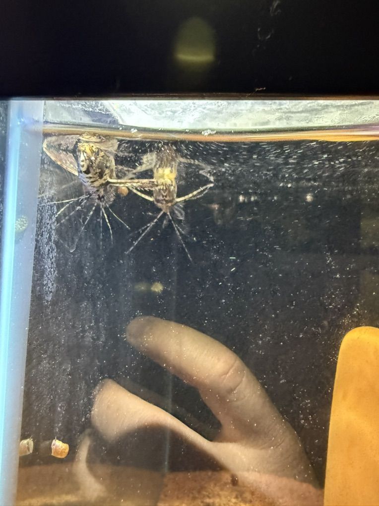 African Butterfly Fish