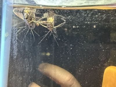 African Butterfly Fish