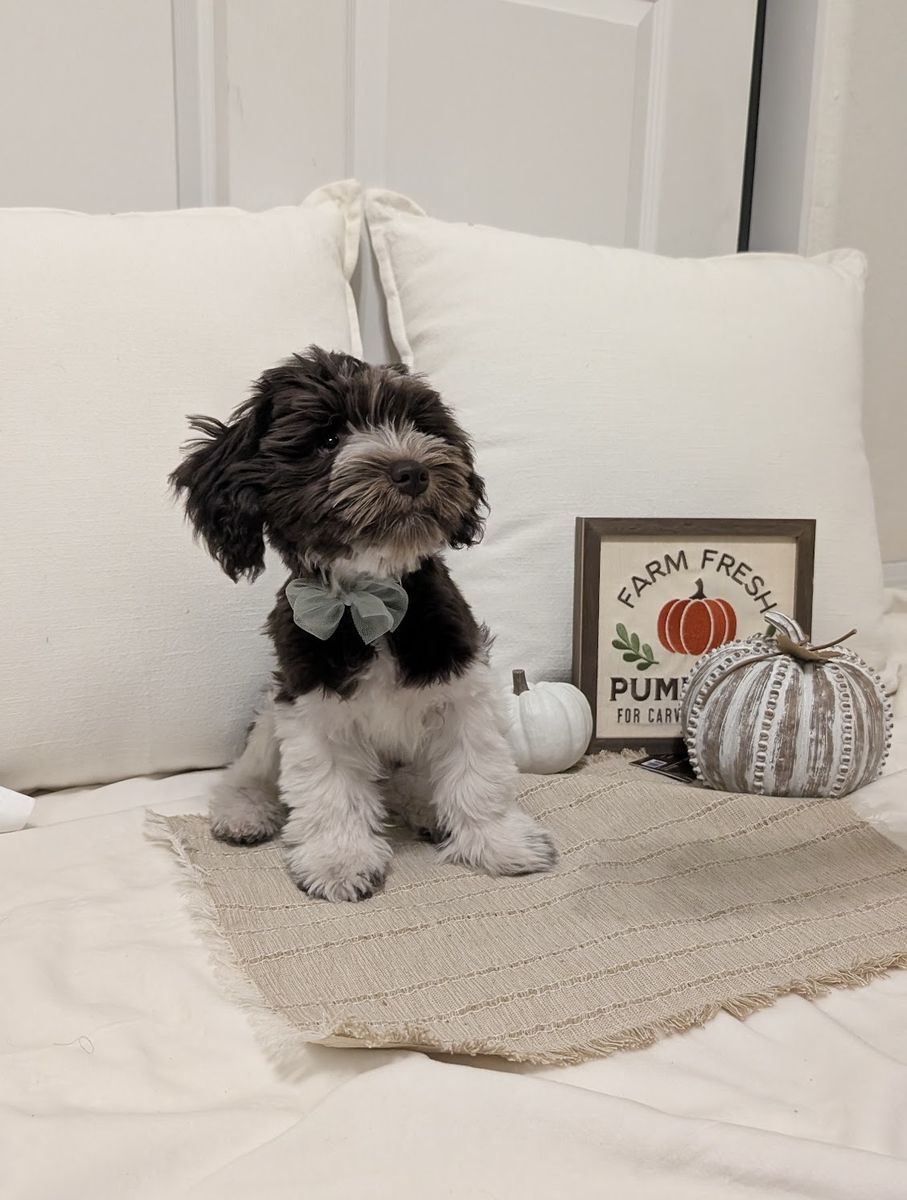 Mini Schnauzer