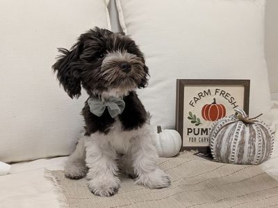 Mini Schnauzer