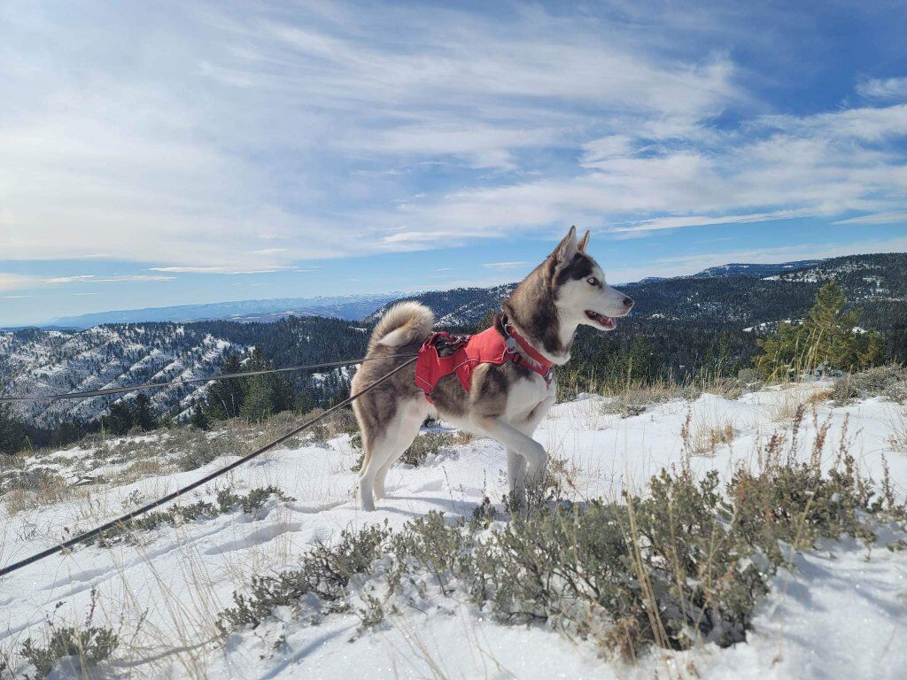 Active, Loving Husky Mix Seeking Forever Home