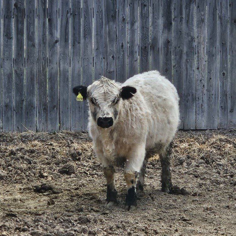 Mid-mini highpark bull