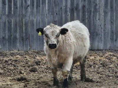 Mid-mini highpark bull