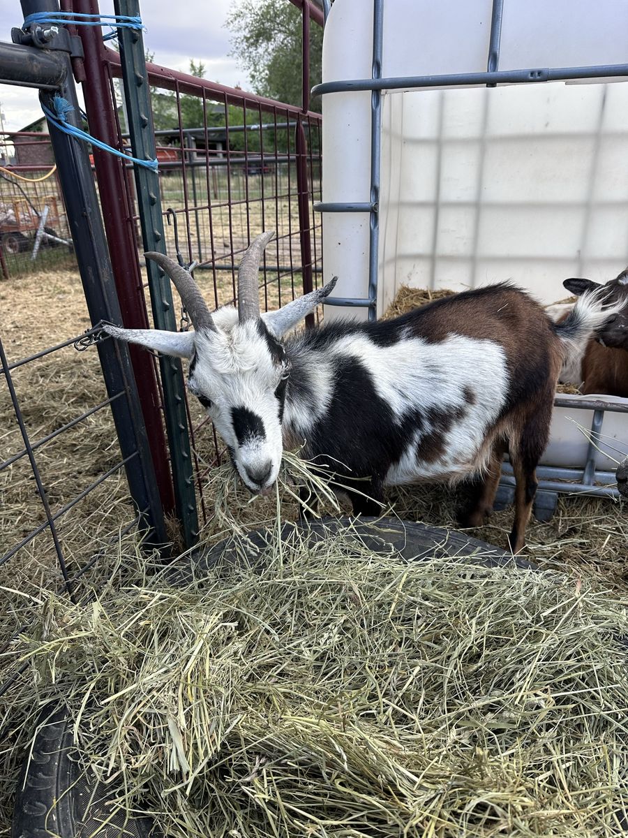 Nigerian dwarf doe with two kids both does for sale.