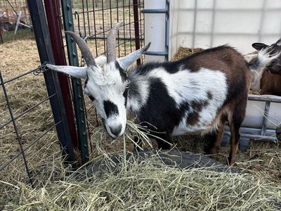 Nigerian dwarf doe with two kids both does for sale.