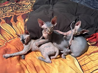Sphynx cats for adoption 12 Weeks Old