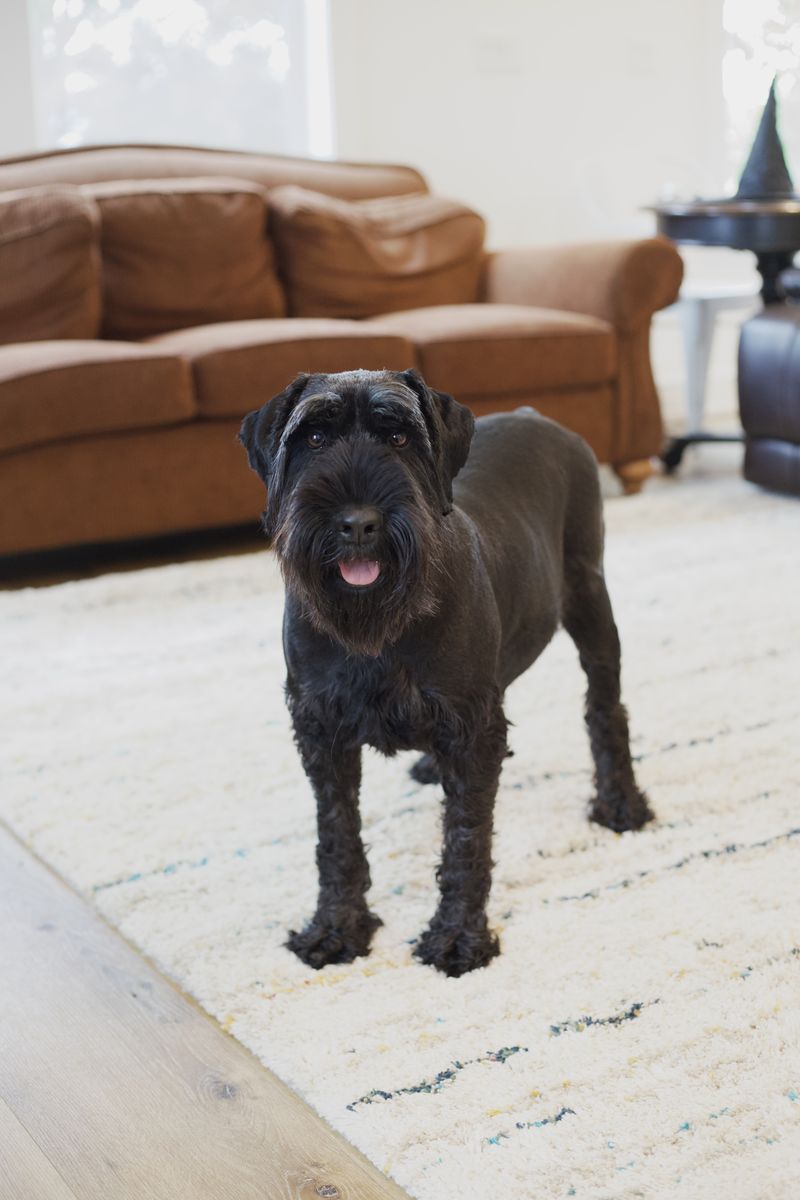 Standard Schnauzer