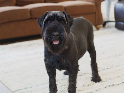 Standard Schnauzer
