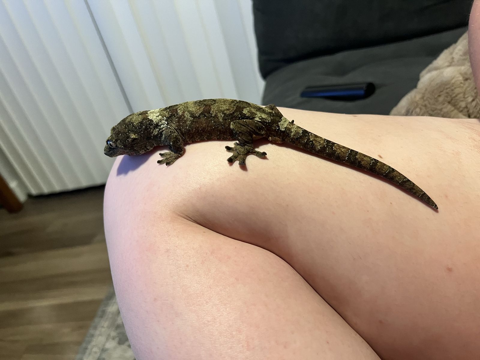 Adult male Chahoua gecko 