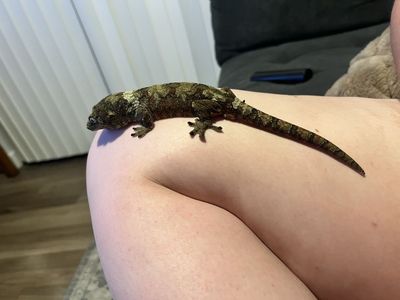 Adult male Chahoua gecko