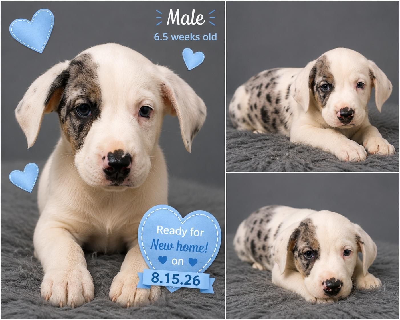 Mixed Breed Puppies - Male and Female - Ready 8/15/26