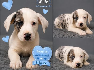 Mixed Breed Puppies - Male and Female - Ready 8/15/26