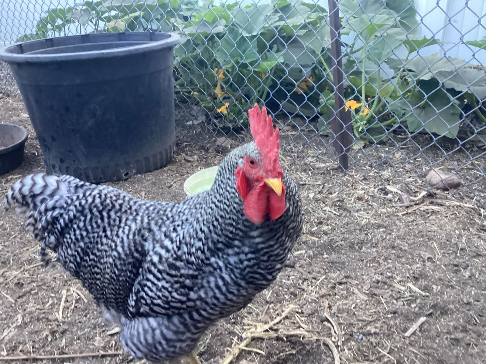 Barred Rock Rooster