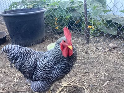 Barred Rock Rooster