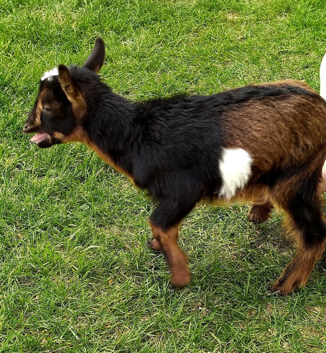 Nigerian Dwarf Male Kid