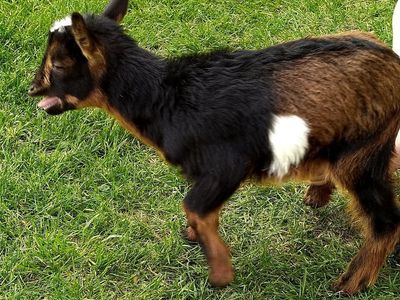 Nigerian Dwarf Male Kid