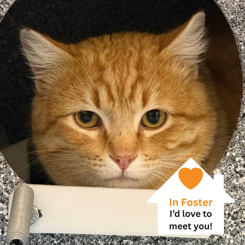 Hello my name is Hubie