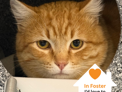 Hello my name is Hubie