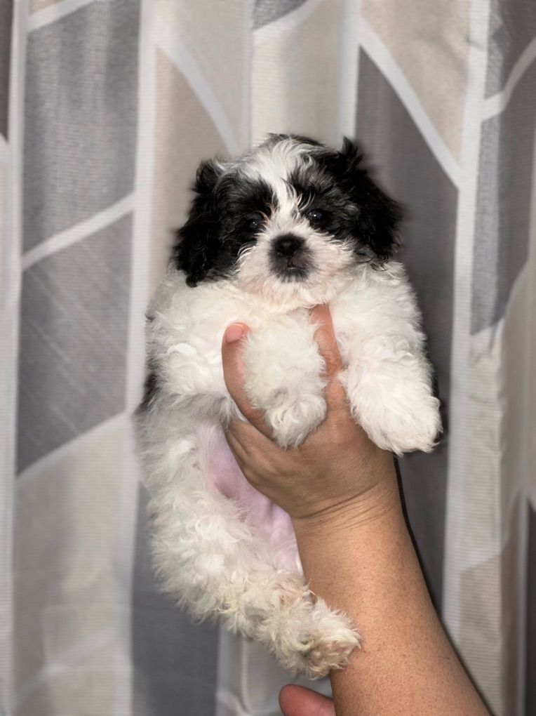 Shih Tzu Mix WIth Maltese