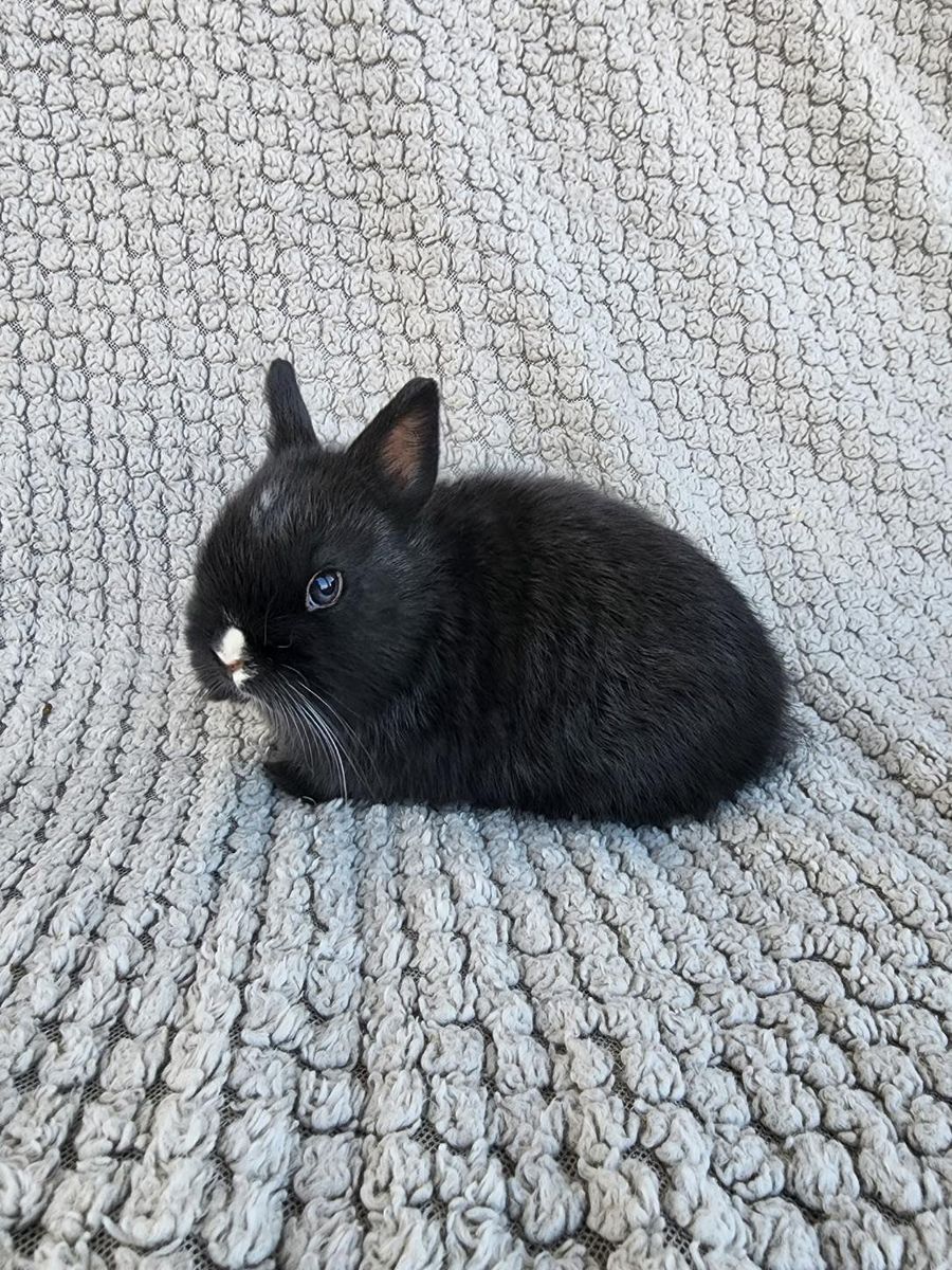 Purebred Black VM Buck Netherland Dwarf