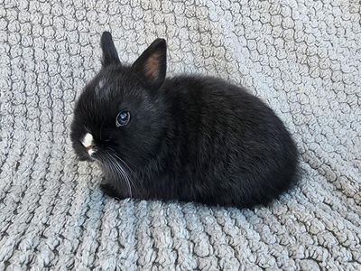 Purebred Black VM Buck Netherland Dwarf