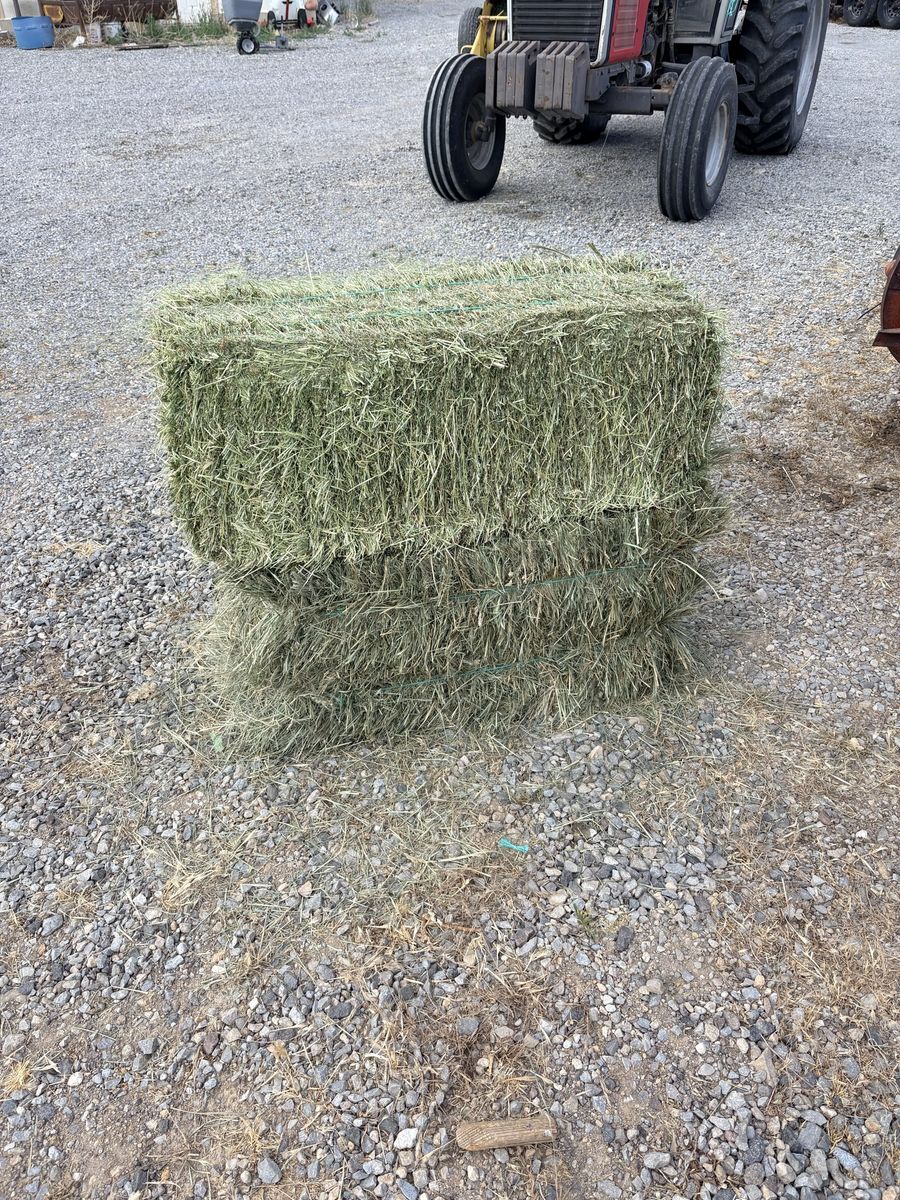 Grass/alfalfa mix hay