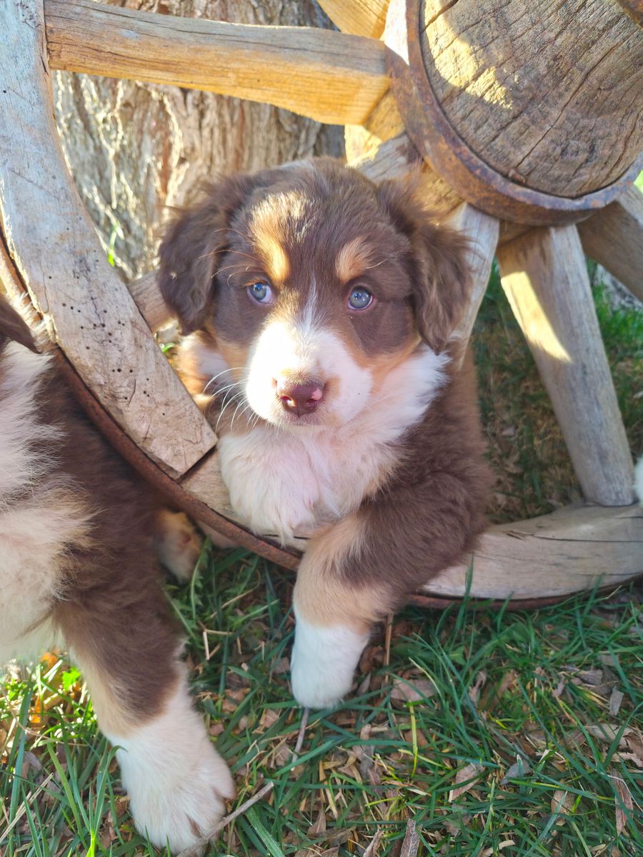 Beautiful AKC Australian Shepherd Puppies