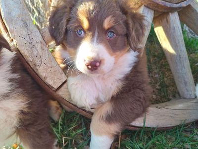 Beautiful AKC Australian Shepherd Puppies
