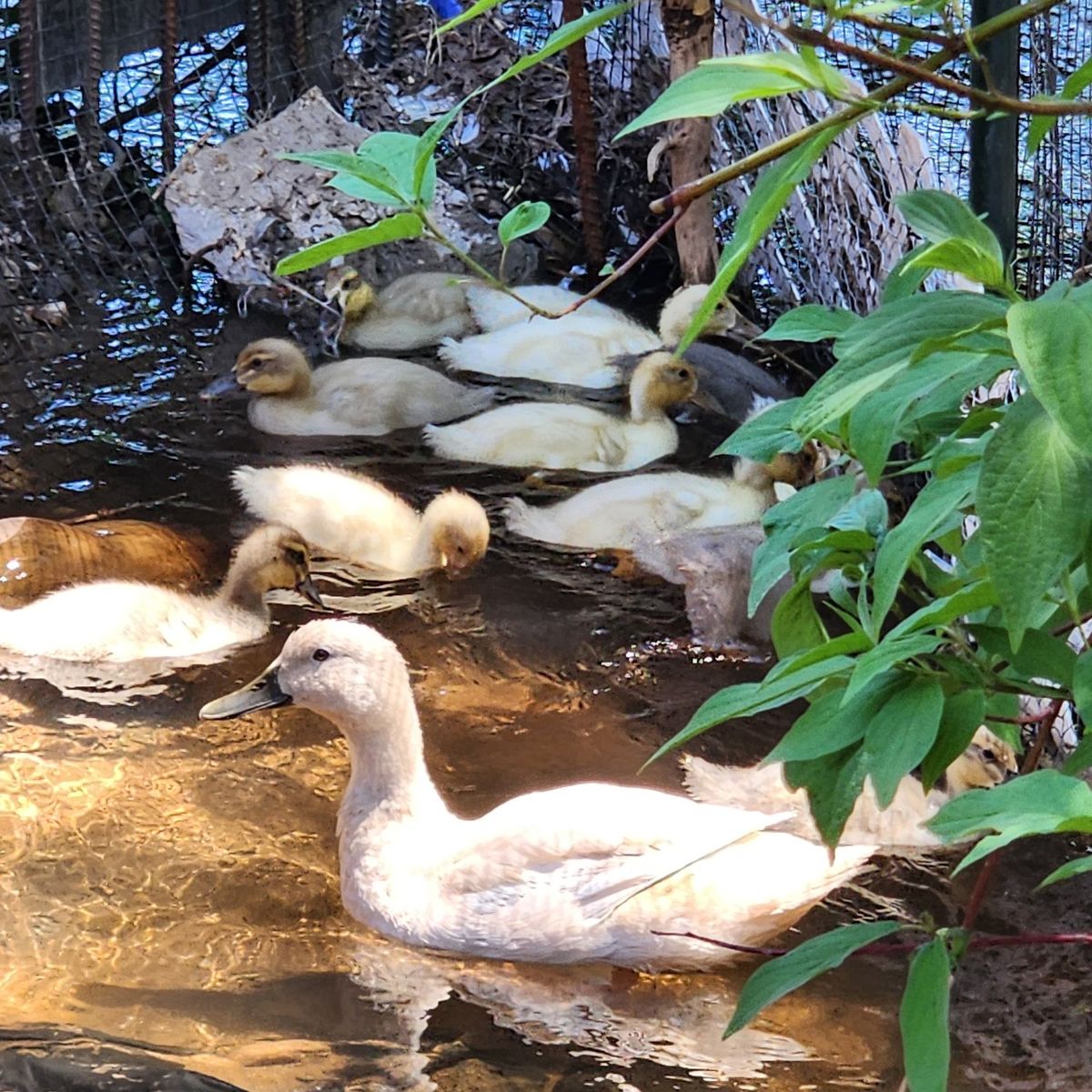 free ducks