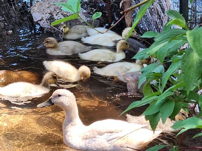 free ducks