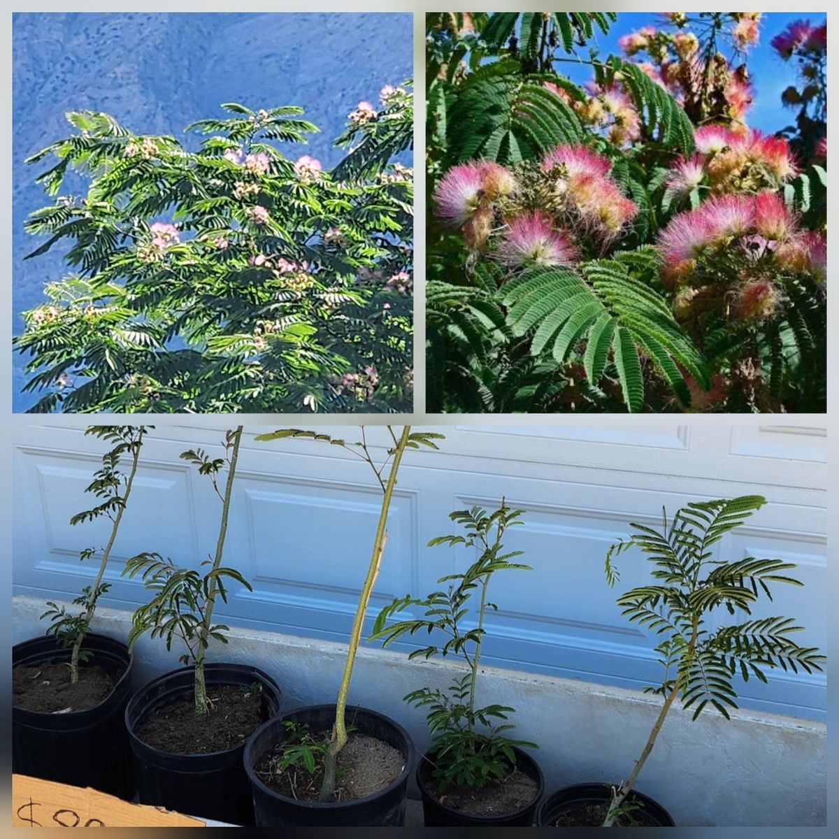 Albizia Julibrissin Mimosa Silk Tree Saplings - Beautiful Flowering trees