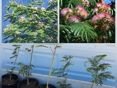 Albizia Julibrissin Mimosa Silk Tree Saplings - Beautiful Flowering trees