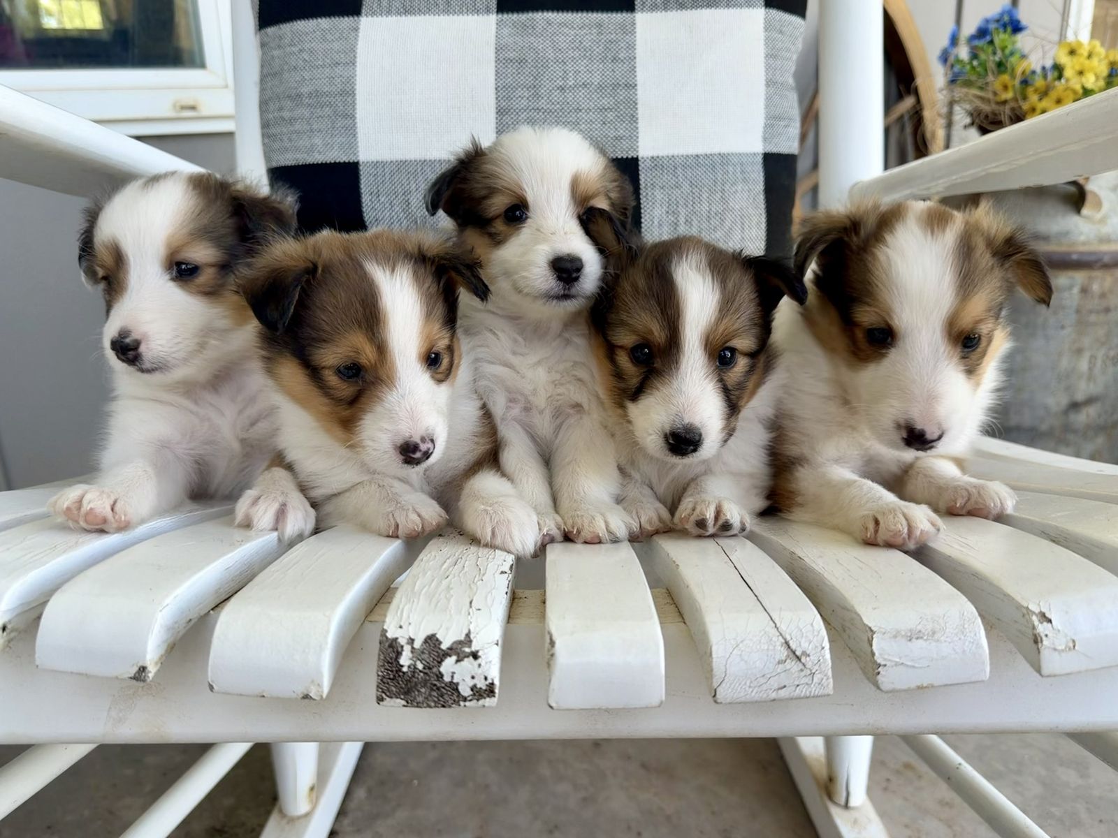 AKC registered Sheltie/Shetland Sheepdog