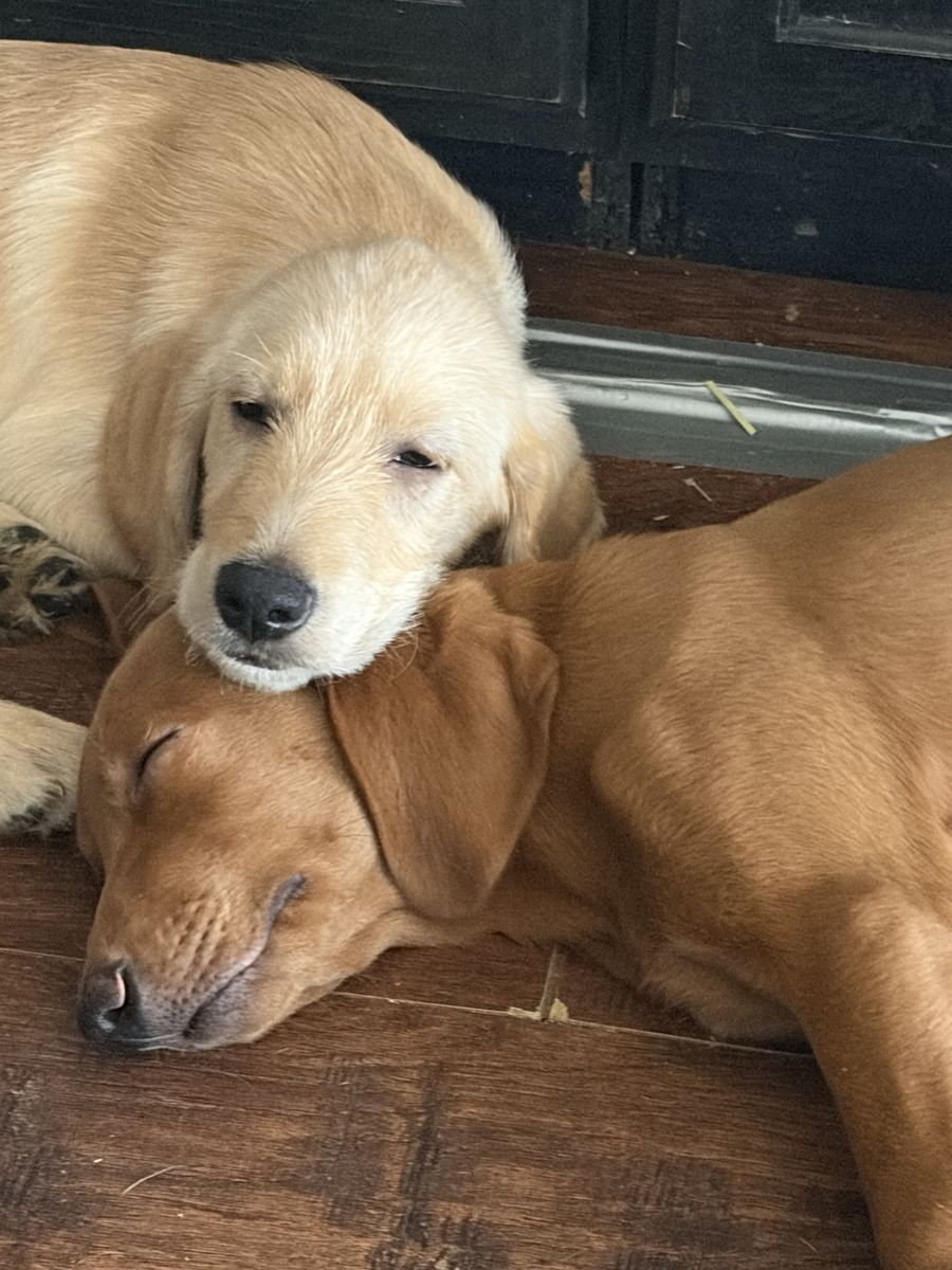 Golden Retriever Mix Puppies