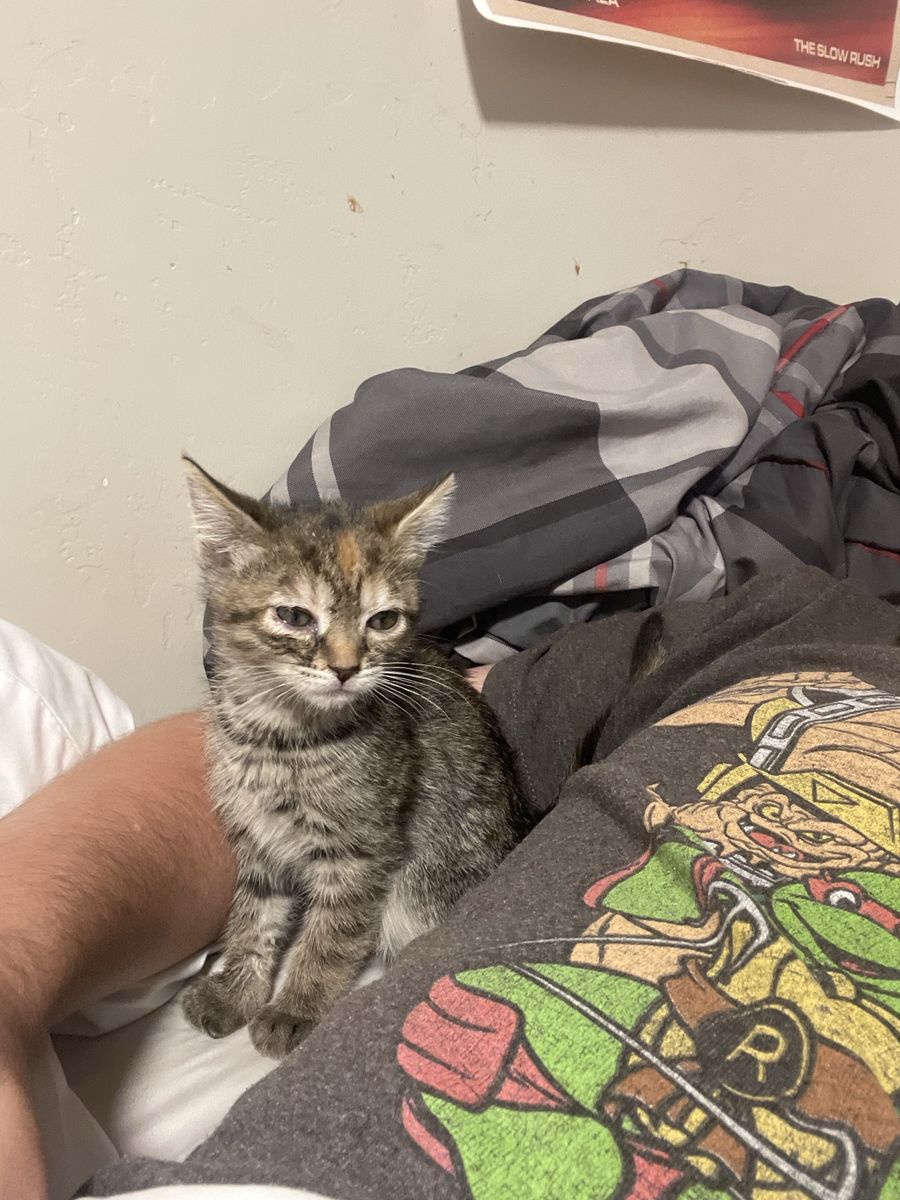 6 week old kitten needs a real home