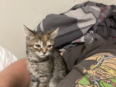 6 week old kitten needs a real home