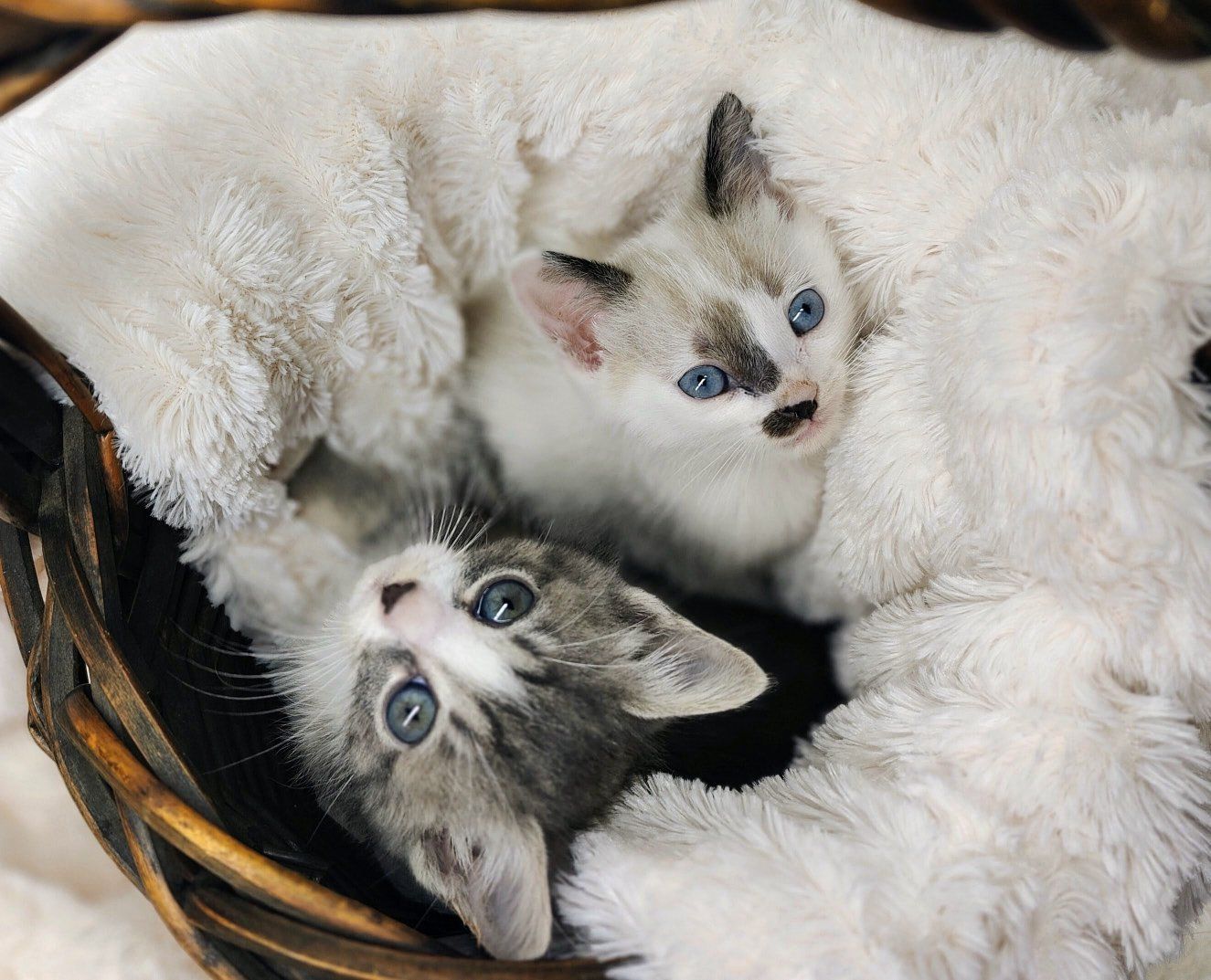 7 week old kittens
