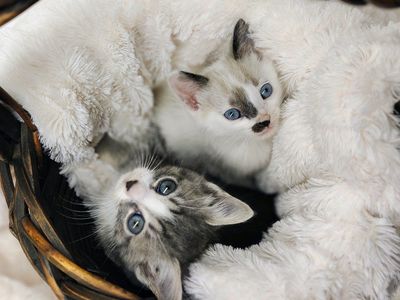 7 week old kittens