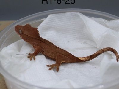 Probable Female Crested Gecko