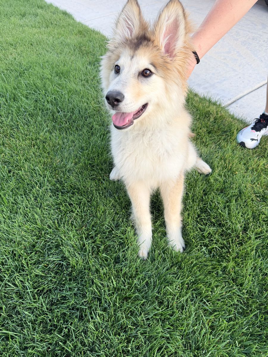 Beautiful Golden Native American Indian Dog (Puppy)