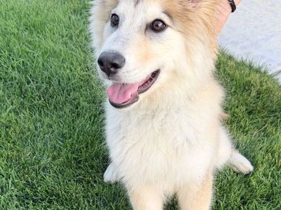 Beautiful Golden Native American Indian Dog (Puppy)