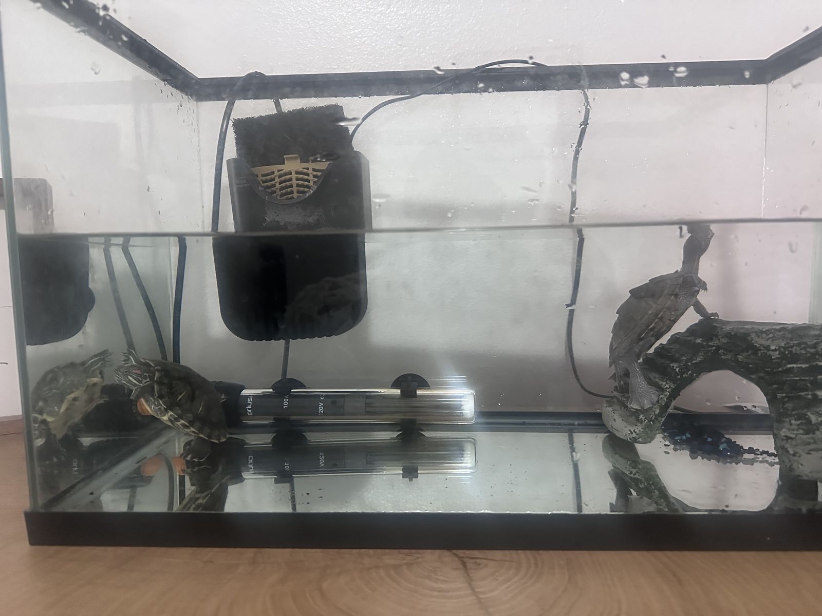 Turtles plus tanks