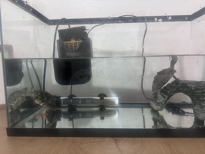 Turtles plus tanks